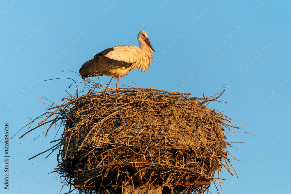 Fototapeta premium France - Mazeres - White stork (Ciconia ciconia) - Standing on nest at top of tree