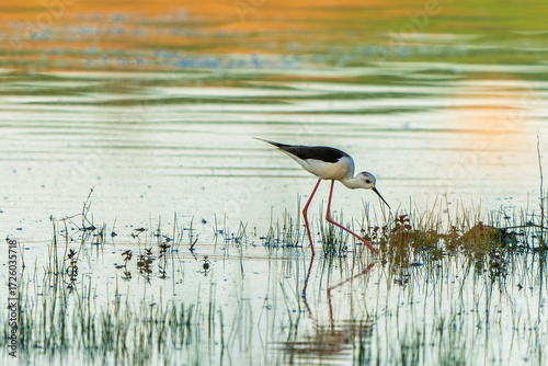 Fototapeta France - Mazeres - Black-winged Stilt (Himantopus himantopus) - Foraging in mars