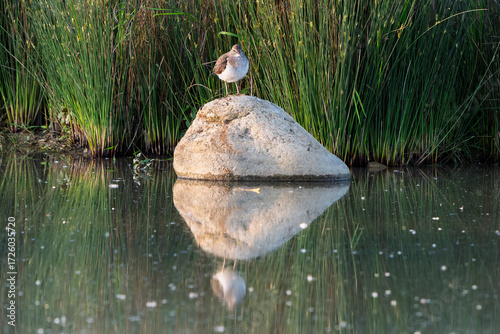 France - Mazeres - Common Sandpiper (Actitis hypoleucos) - Perched calmly on stone by reeds