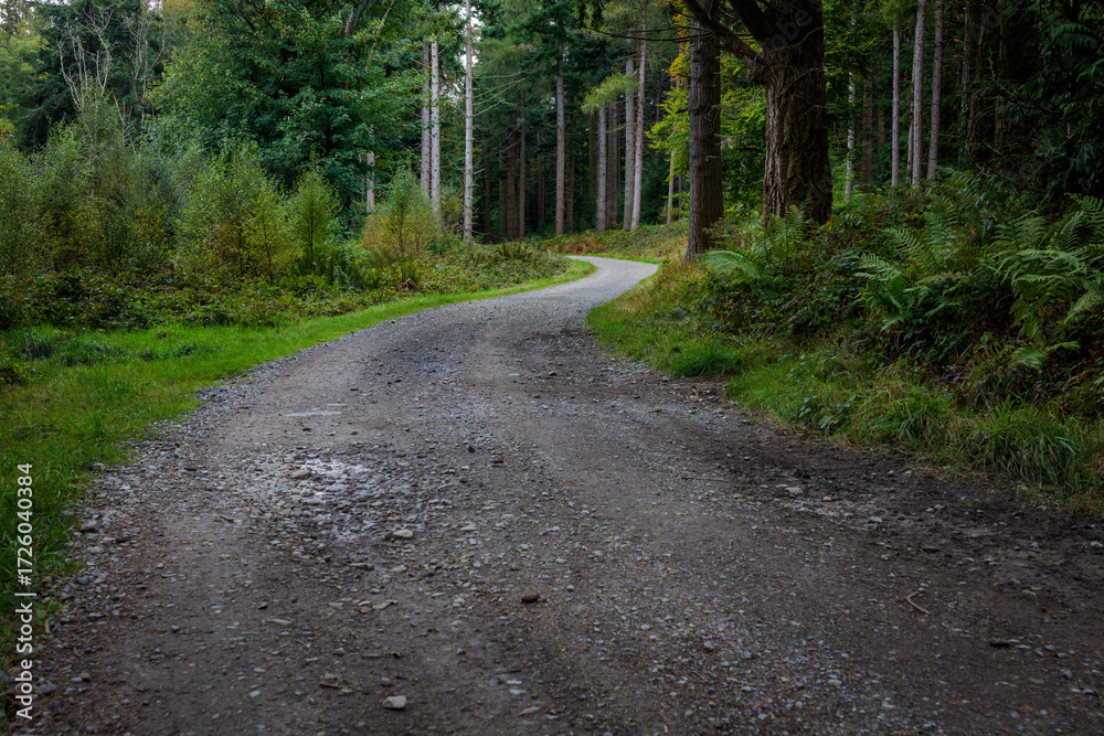 Fototapeta premium road in the forest