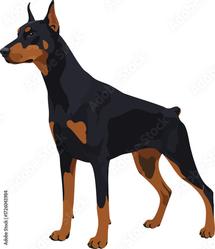 Doberman Pinscher dog standing alert black and brown coat detailed vector illustration 