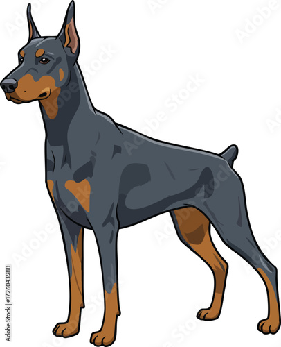 Doberman Pinscher dog standing alert vector illustration in black and tan coat colors natural pose 