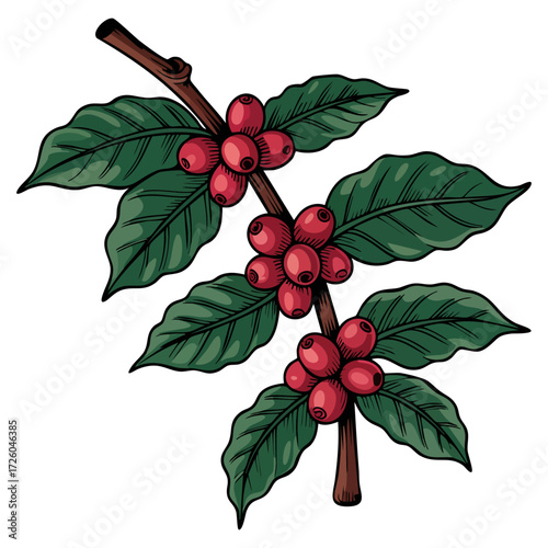 Detailed coffee branch illustration with red berries and green leaves agricultural design botanical farming nature cultivation symbol