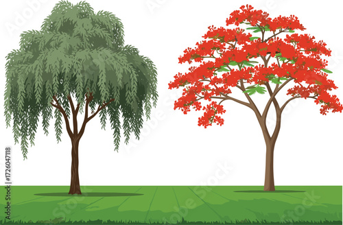 Two deciduous trees with weeping green foliage and red flowers, isolated on a white background for landscape and architectural plans