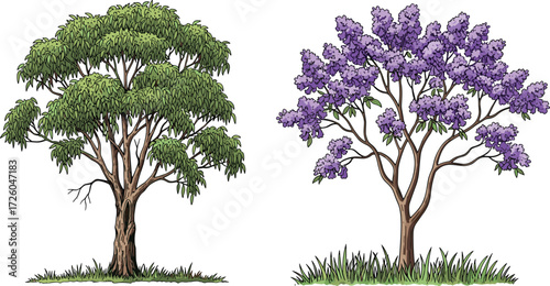 Two deciduous trees with green foliage and purple jacaranda flowers, isolated on a white background for landscape and architectural plan