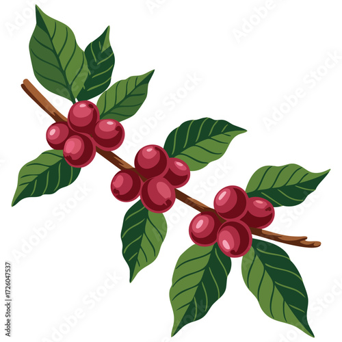 Ripe coffee branch illustration detailed with red berries and green leaves botanical farming agriculture cultivation plant design art