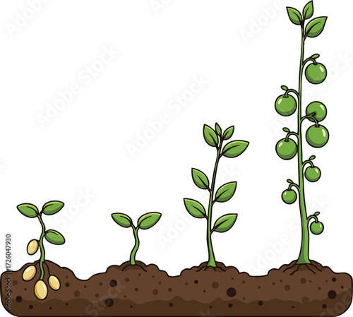 Growth stages of tomato plant with green tomatoes and leaves in soil vector illustration for gardening and agriculture concepts 