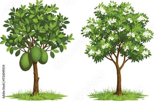 Fresh green jackfruit tree with tropical fruits and beautiful white flowering tree in garden landscape isolated on white background illustration