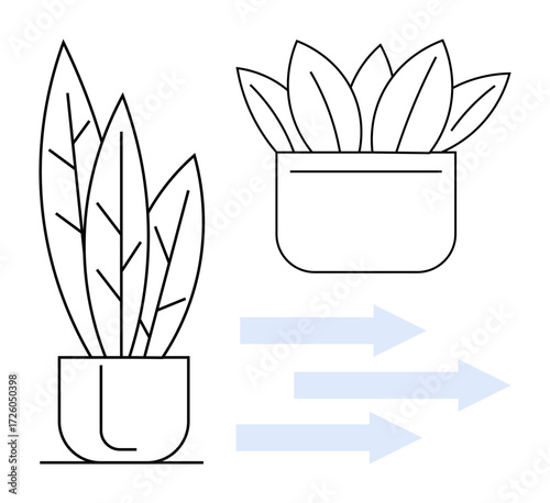 Two potted plants with varying leaf arrangements and three arrows indicating transformation and evolution. Ideal for growth, change, improvement, development, progress, sustainability