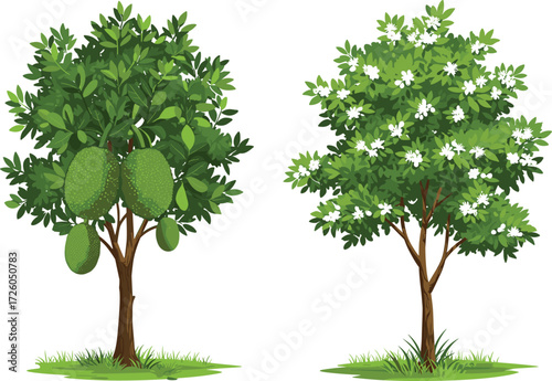 Illustration of jackfruit tree with large green fruits and tropical flowering tree with white blossoms and lush green foliage isolated