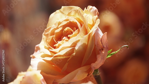 La imagen muestra una rosa de jardín, específicamente una rosa híbrida de té o una floribunda. 