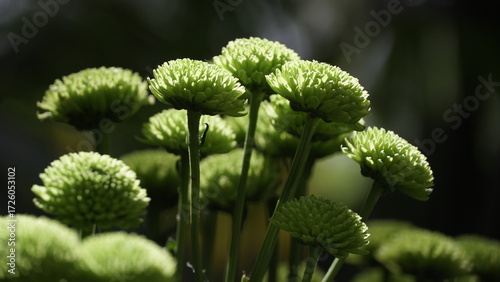 La imagen muestra crisantemos (Chrysanthemum morifolium), también conocidos como margaritas de floristería o _mums_ de jardín. 