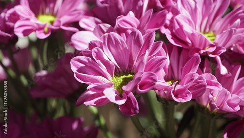 La imagen muestra un Crisantemo (Chrysanthemum morifolium) . 