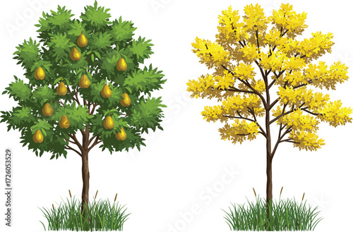 Pear fruit tree with ripe yellow pears and blooming golden yellow flowering tree in garden landscape, natural seasonal foliage background illustration