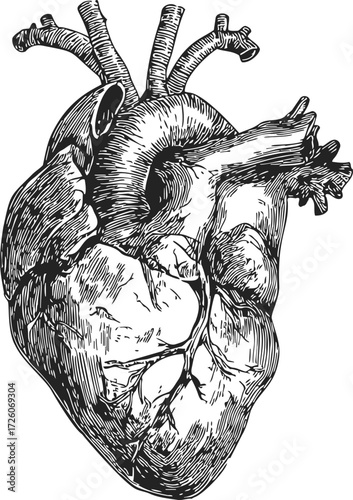 Anatomical heart sketch, hand drawn line art detailed medical illustration — stock vector