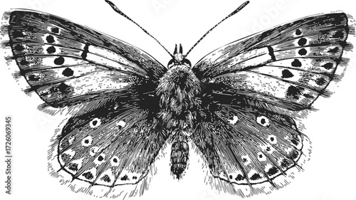 Butterfly sketch hand drawn detailed symmetrical wings black and white — stock vector