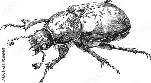 Beetle sketch, hand drawn vector, detailed insect illustration with textured body and legs — stock vector