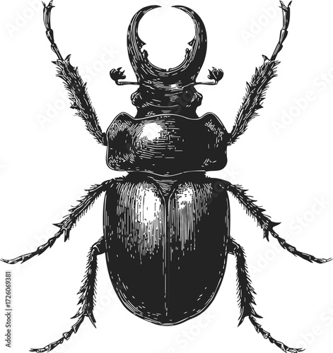 Stag beetle sketch hand drawn detailed insect with large mandibles — stock vector
