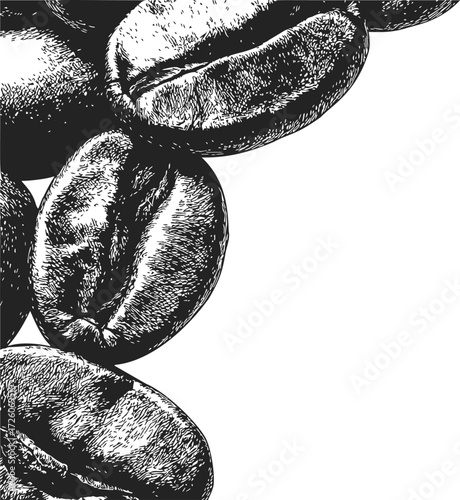 Coffee beans sketch hand drawn detailed engraving closeup on white background — stock vector