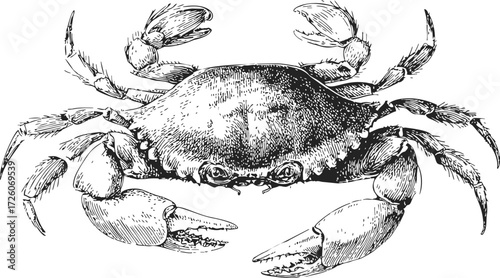 Crab sketch hand drawn detailed crustacean with claws and textured shell — stock vector