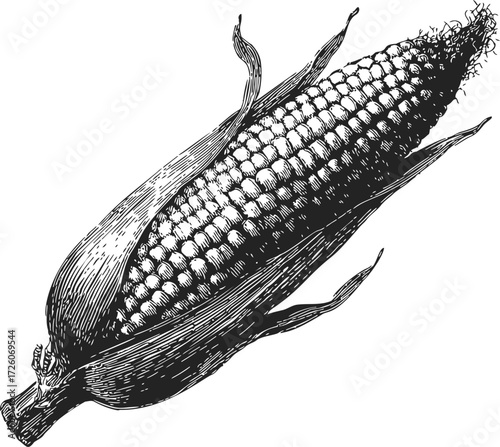 Corn cob sketch hand drawn vector, detailed maize ear with husk — stock vector