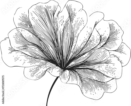 Flower sketch hand drawn botanical illustration with detailed petals — stock vector