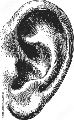 Ear sketch hand drawn detailed human anatomy black and white illustration — stock vector