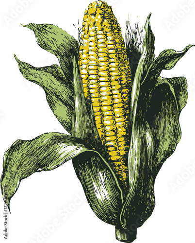 Corn cob sketch hand drawn style with husk and leaves — stock vector