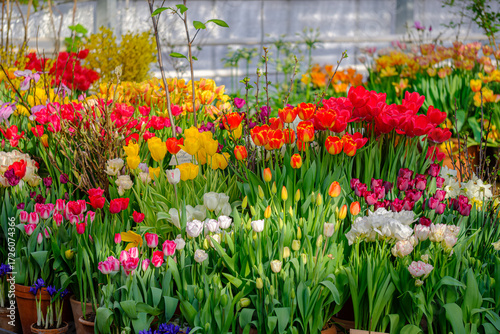 Colorful tulips in full bloom inside a greenhouse, vibrant spring flowers in pots, multicolor tulip blossoms garden display, floral background for nature, gardening and spring season concept
