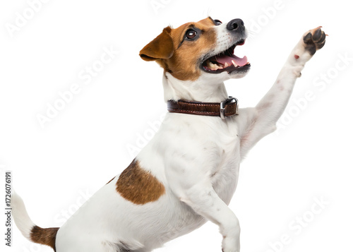 A jack russell terrier with brown collar raising its paw on a white background in a studio shot