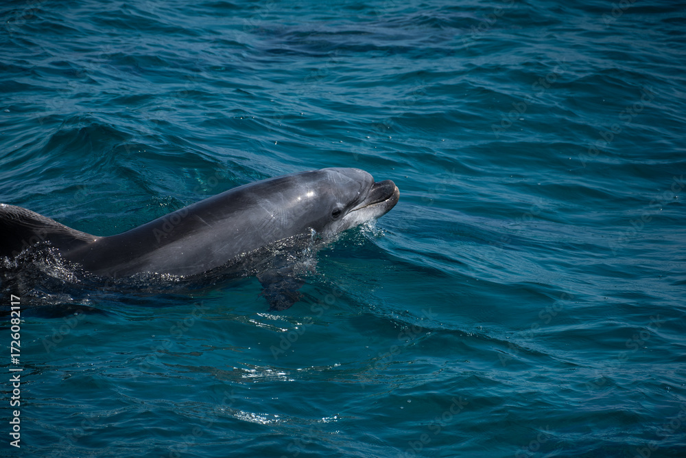 Naklejka premium Dolphin in the ocean