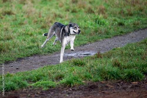 2024-11-26 A GREY AND WHITE OLDER DOG RUNNING ACROSS A OPEN FIELD WITH THREE LEGS OFF THE GROUND AT THE OFF LEASH DOG AREA AT MARYMOOR PARK IN REDMOND WASHINGTON