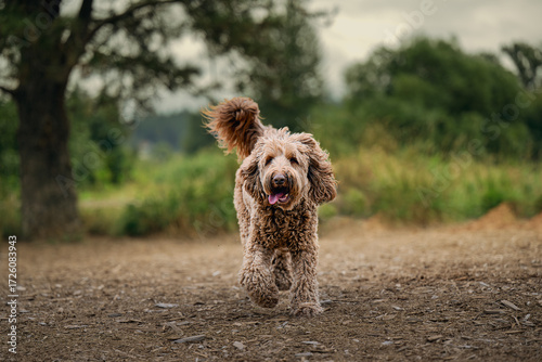2025-09-07 A SHAGGY BROWN COATED DOODLE WALKING STRAIGHT TOWARDS THE LENS WITH A HAPPY LOOK AND A BLURRED BACKGROUND AT THE OFF LEASH DOG AREA AT MARYMOOR PARK IN REDMOND WASHINGTON