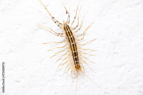 Close up of a House Centipede crawling on a white wall