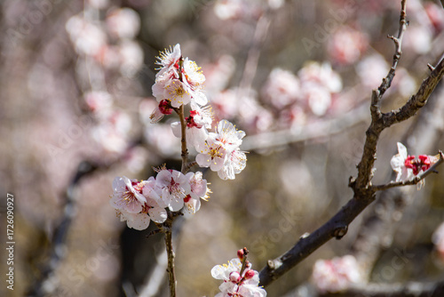 Close-up Cherry blossom 