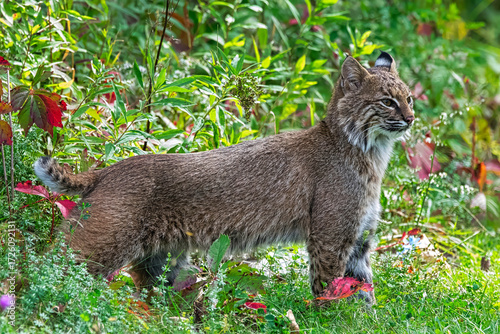 Canvas Print Magnificent Wild Cat