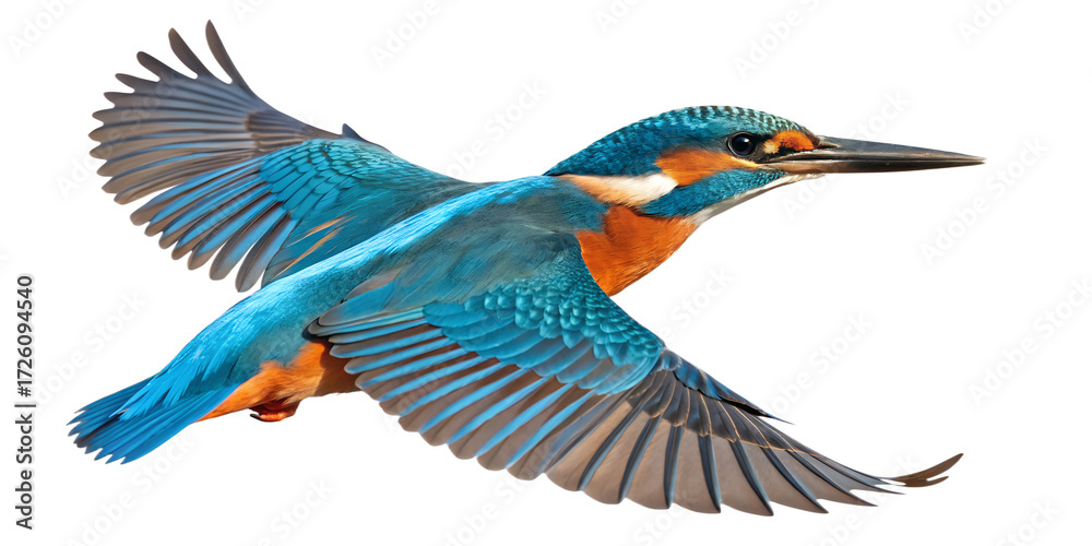Obraz premium Kingfisher PNG – Realistic Flying Bird on Transparent Background