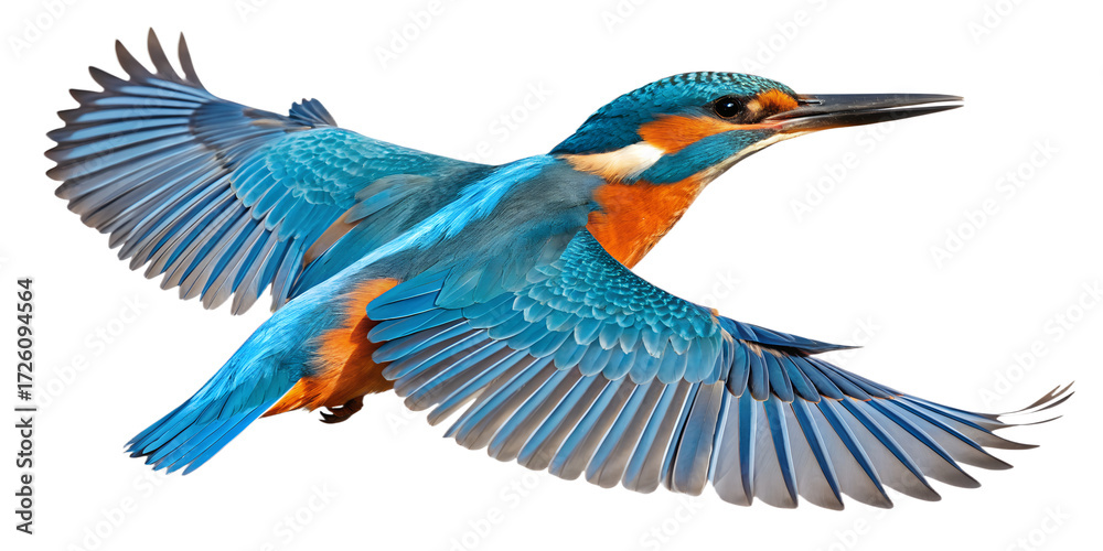 Obraz premium Kingfisher PNG – Realistic Flying Bird on Transparent Background