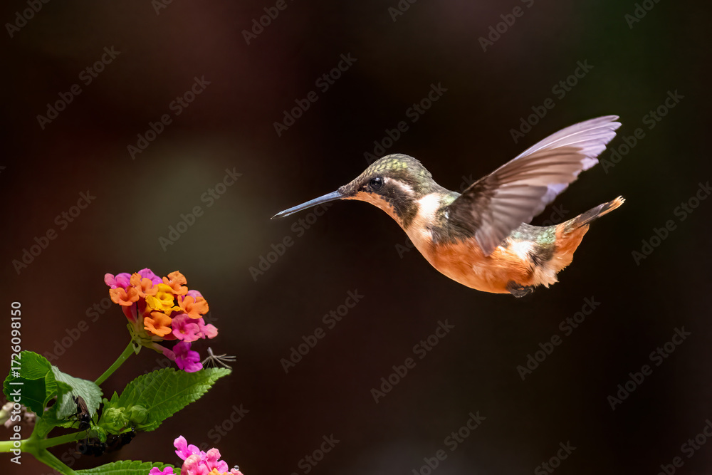 Fototapeta premium A vibrant purple-throated woodstar hummingbird hovers gracefully in midair, feeding on the nectar of a tropical flower