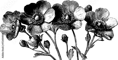 Engraved depiction of alpine flowers with engraving style for vintage design and prints
