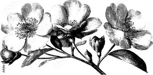 Vintage engraving of alpine flowers silhouette for botanical design