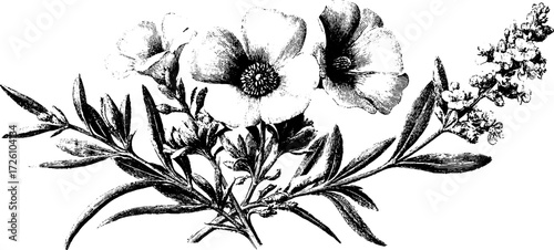 Engraved depiction of alpine flowers in meadow scene for vintage design