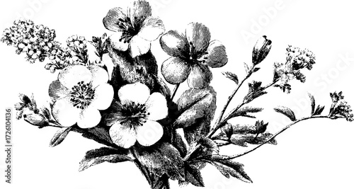 Engraved depiction of alpine flowers in a meadow for retro and vintage design