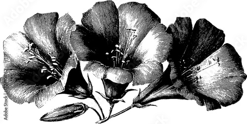 Vintage alpine gentian flowers engraving for retro design