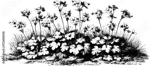 Vintage etching of saxifrage plant with alpine flowers in retro style for botanical design