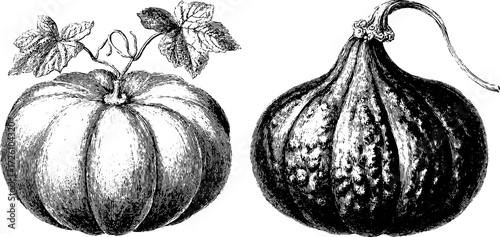 Antique vegetable studies: engraved depiction of pumpkins for vintage design projects