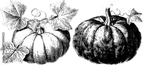 Vintage botanical study of pumpkins with leaves - engraved antique plant illustration for design