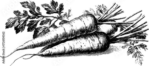 Antique vegetable study featuring etched carrot depiction for retro design projects