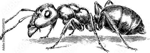 Engraving style illustration of worker ant in vintage silhouette for retro design