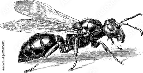 Intricate etching of termite and ant silhouette for retro design and educational use